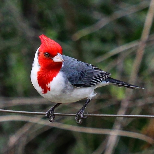 Red-crested Cardinal