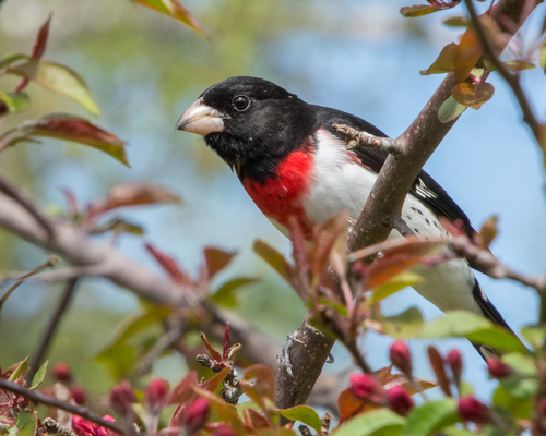 Rose-breasted Grosbeak