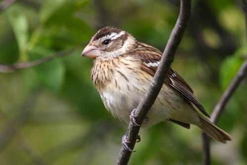 Rose-breasted Grosbeak