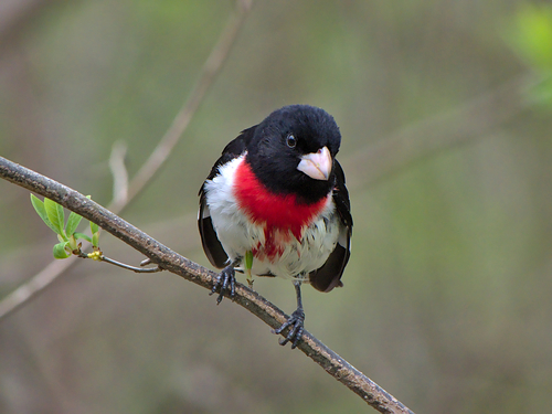 Rose-breasted Grosbeak