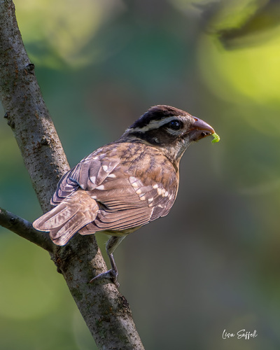 Rose-breasted Grosbeak
