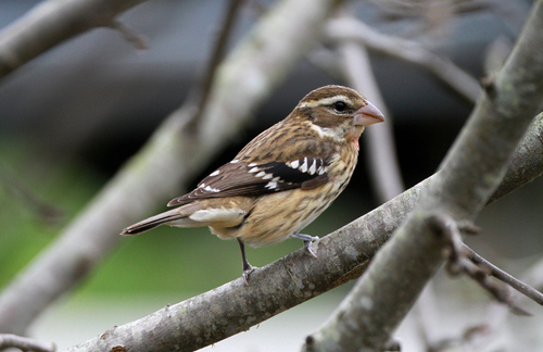 Rose-breasted Grosbeak