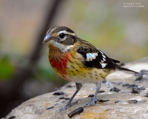 Rose-breasted Grosbeak