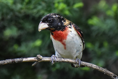 Rose-breasted Grosbeak
