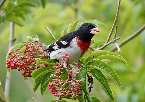 Rose-breasted Grosbeak