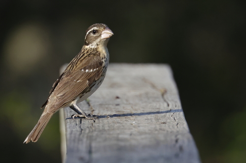 Rose-breasted Grosbeak