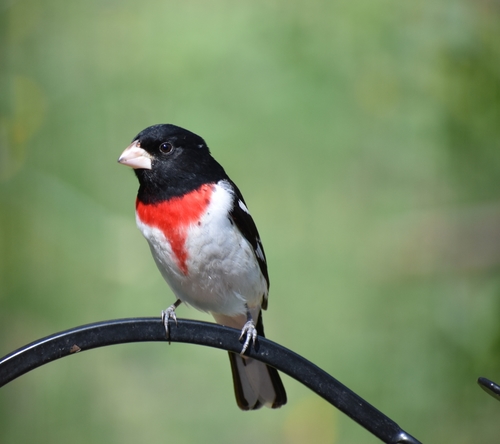 Rose-breasted Grosbeak