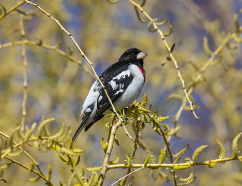 Rose-breasted Grosbeak