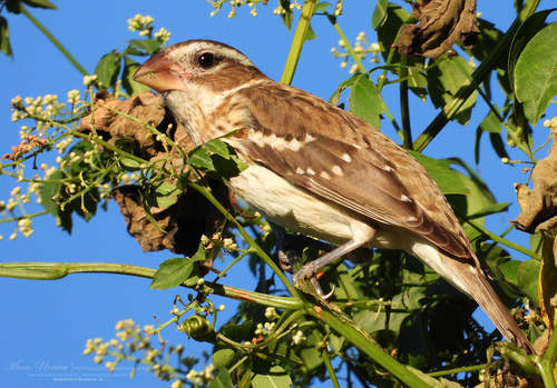 Rose-breasted Grosbeak