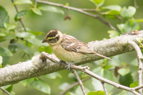 Black-headed Grosbeak