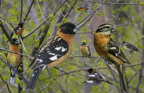 Black-headed Grosbeak