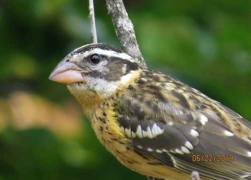 Black-headed Grosbeak