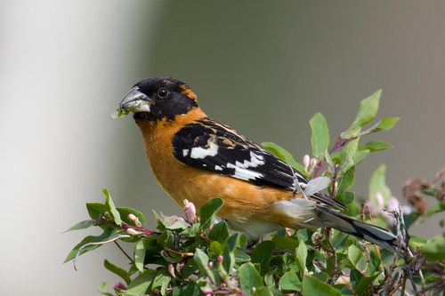 Black-headed Grosbeak
