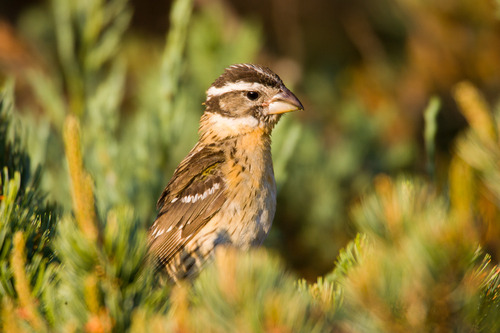 Black-headed Grosbeak