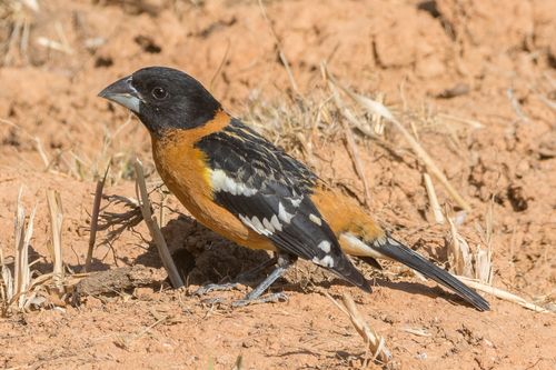 Black-headed Grosbeak