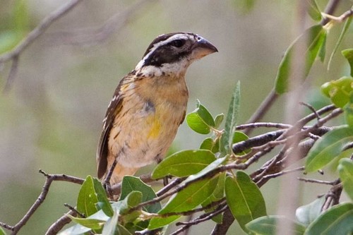 Black-headed Grosbeak