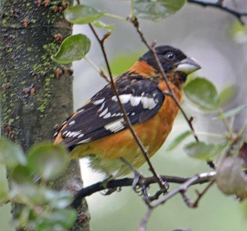 Black-headed Grosbeak