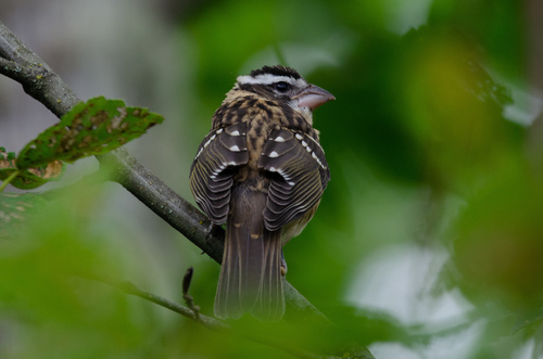 Black-headed Grosbeak