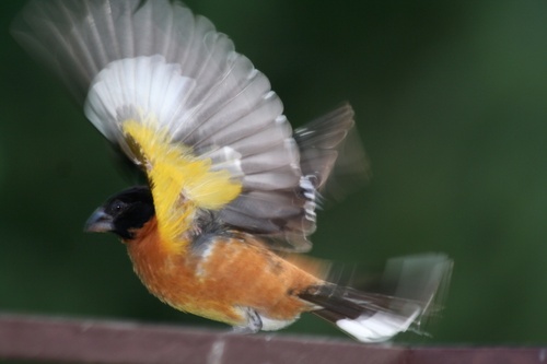 Black-headed Grosbeak