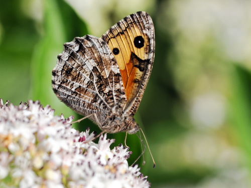 Grayling