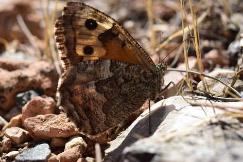 Grayling
