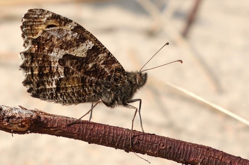 Grayling
