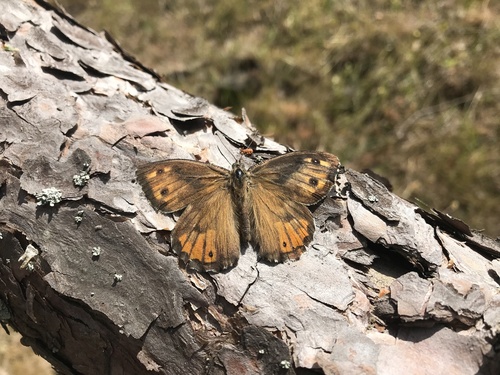 Grayling