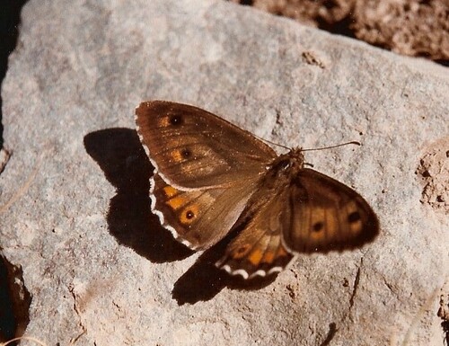Grayling