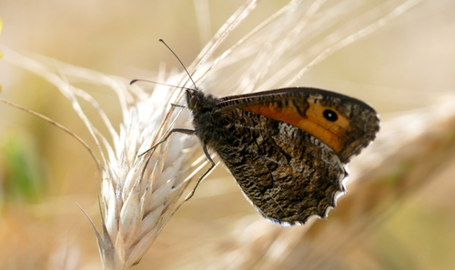 Grayling