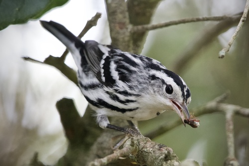 Black-and-white Warbler