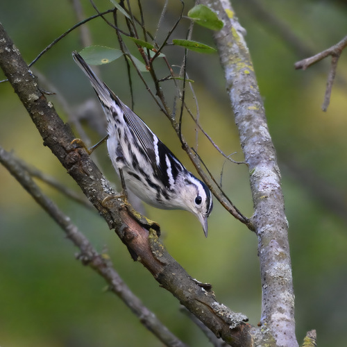 Black-and-white Warbler