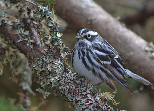 Black-and-white Warbler