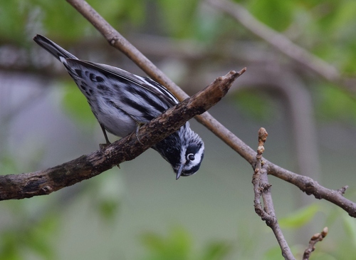 Black-and-white Warbler