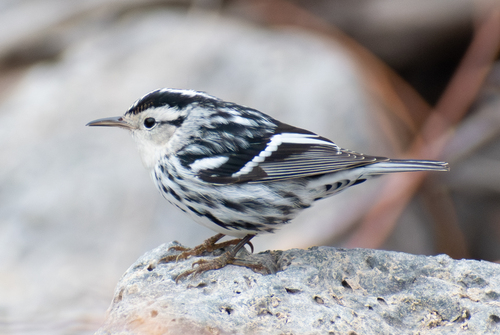 Black-and-white Warbler
