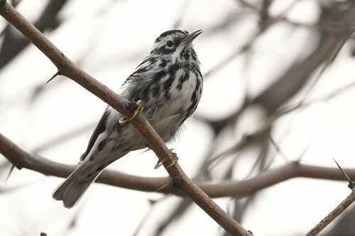 Black-and-white Warbler