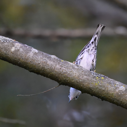 Black-and-white Warbler