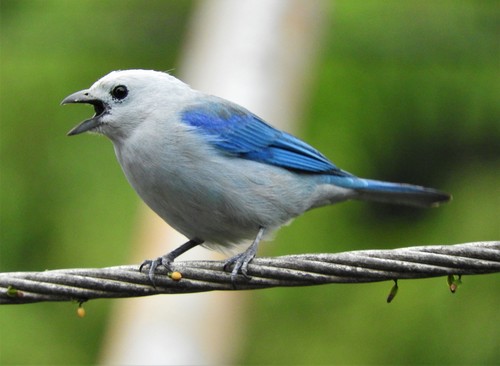 Blue-gray Tanager
