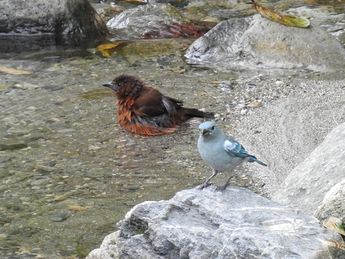Blue-gray Tanager