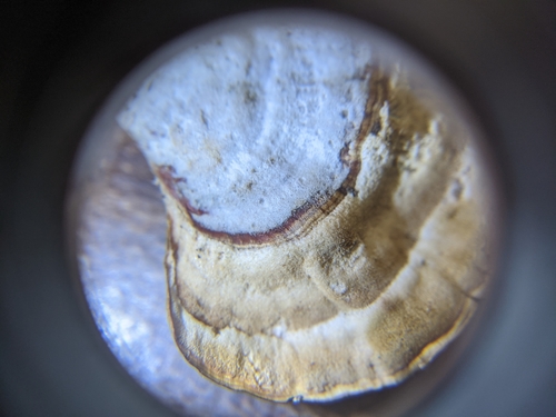 False Turkeytail