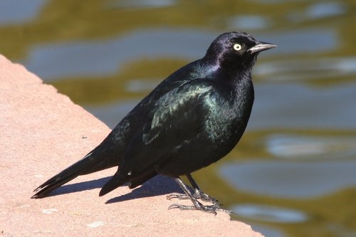 Brewer's Blackbird