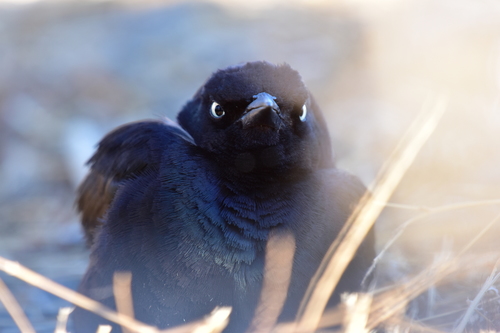 Brewer's Blackbird