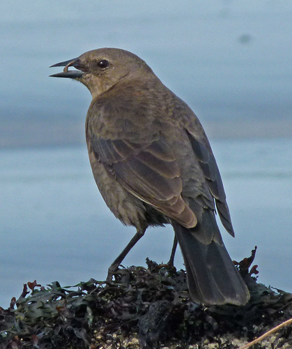 Brewer's Blackbird