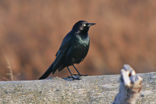 Brewer's Blackbird