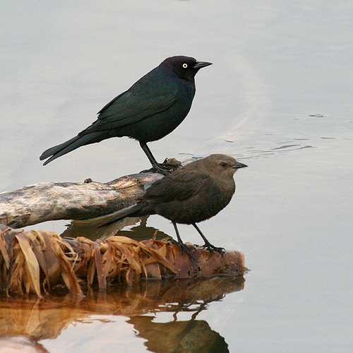 Brewer's Blackbird