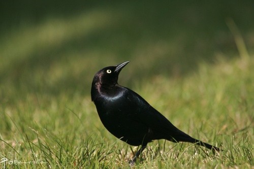 Brewer's Blackbird