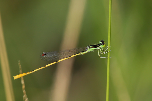 Citrine Forktail