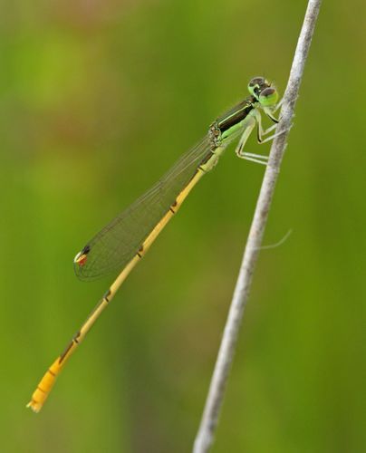 Citrine Forktail