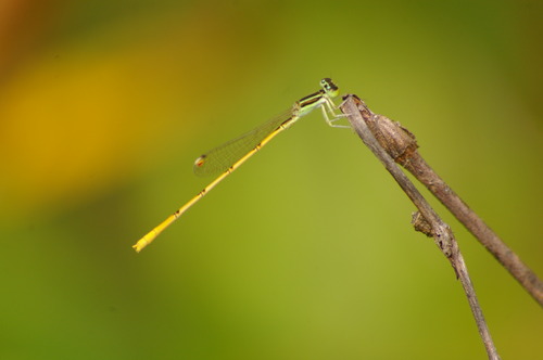 Citrine Forktail