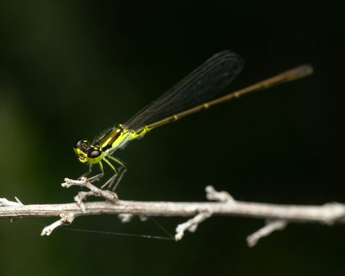 Fragile Forktail