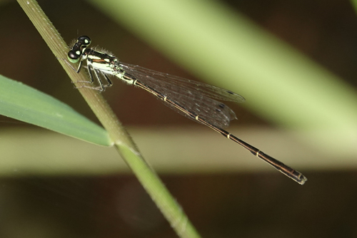 Fragile Forktail